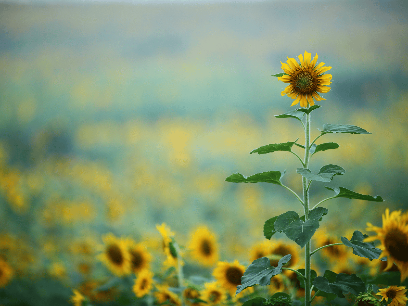 sunflower-ra-website